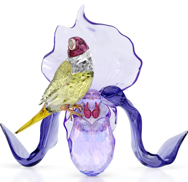 Idyllia: Gouldian Finch and Orchid