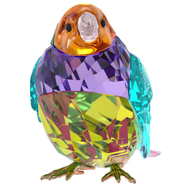 Ldyllia: SCS 2024 Small Gouldian Finch