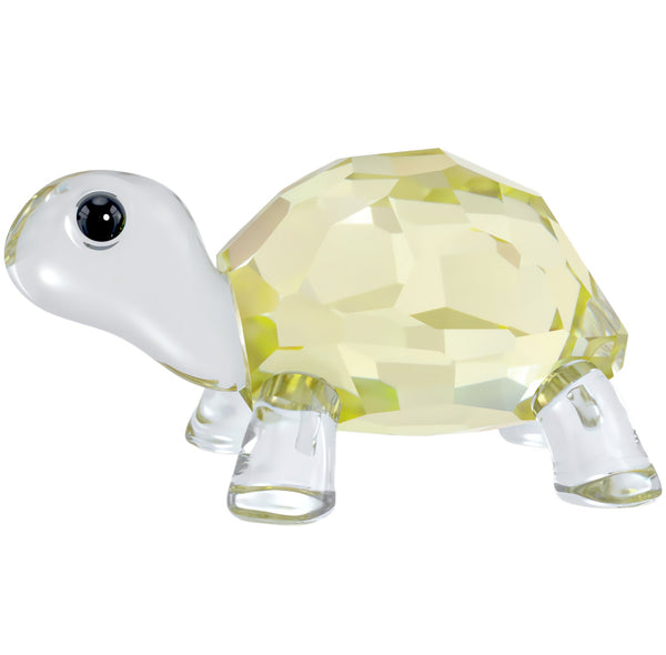 Idyllia: Baby Tortoise