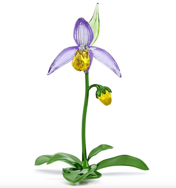 Florere: Lady Slipper Orchid