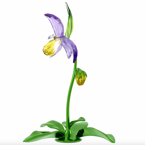 Florere: Lady Slipper Orchid