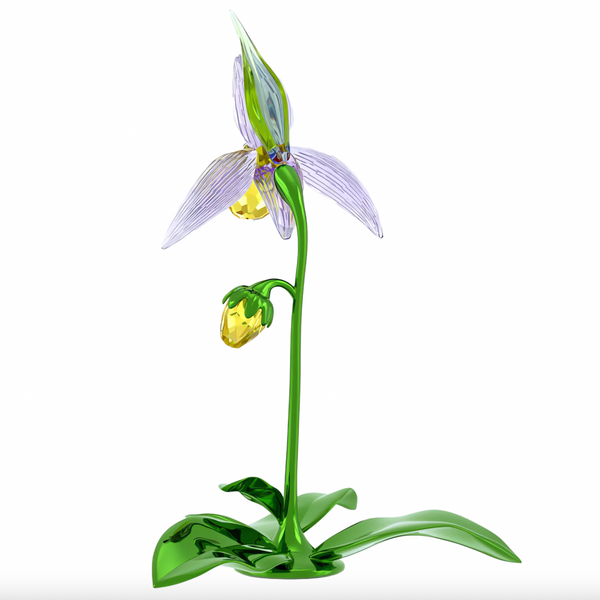 Florere: Lady Slipper Orchid
