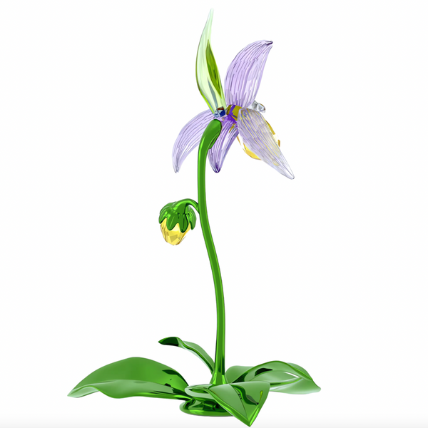 Florere: Lady Slipper Orchid
