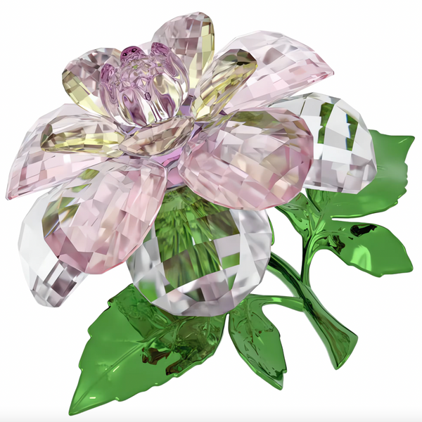 Florere: Camellia