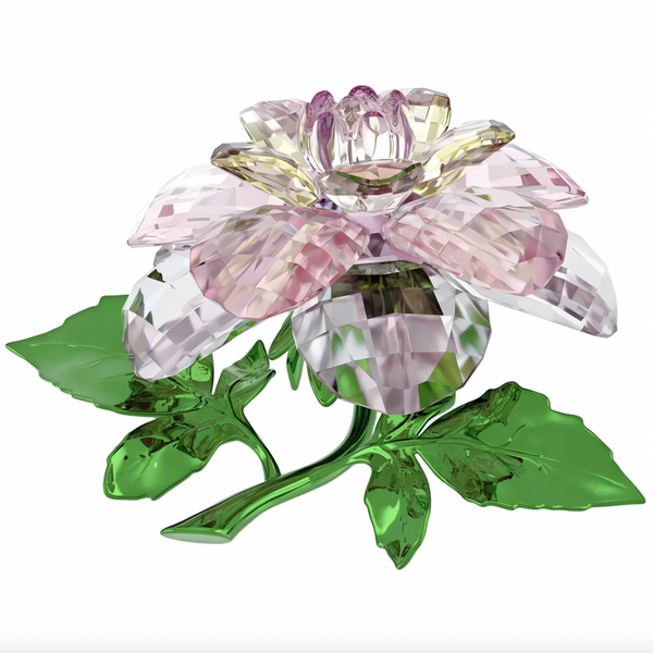 Florere: Camellia