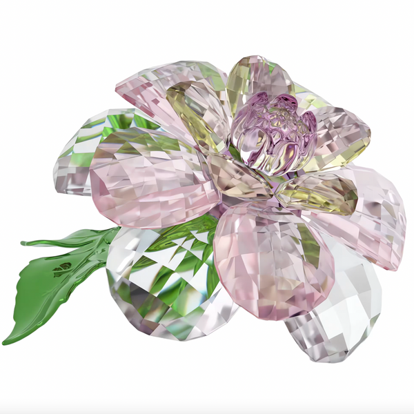 Florere: Camellia
