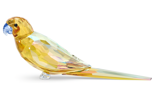 Jungle Beats: Yellow Parakeet Lechee